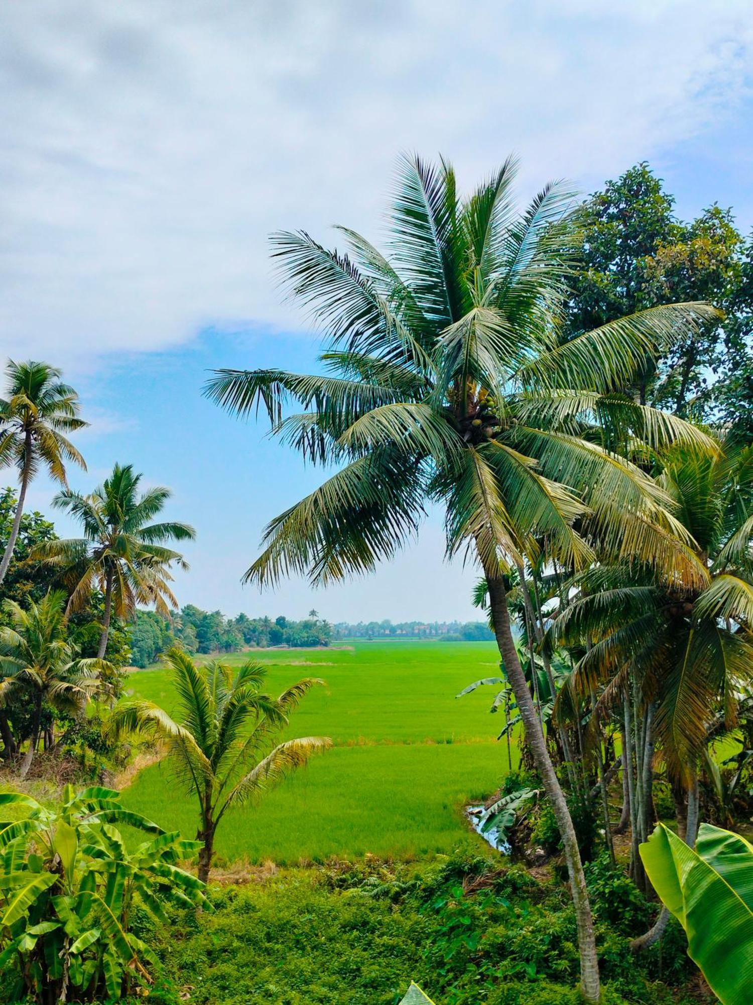 Paddy N Canal Homestay Alappuzha Екстериор снимка